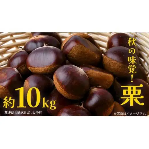 栗 10kg 【2026年9月上旬発送開始】(茨城県共通返礼品：大子町)