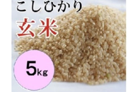 大山の一粒 玄米 5kg【玄米 5kg 5キロ こめ コメ げんまい ゲンマイ 先行予約 お米 こしひかり コシヒカリ ごはん ライス 国産 お取り寄せ 鳥取県 大山町】