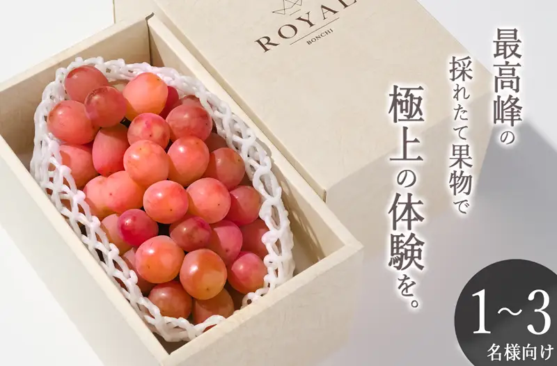 甲州市産 大粒サンシャインレッド 1房入（約630g）自然農法【2026年発送】（BNC）C2-425 サンシャインレッド フルーツ