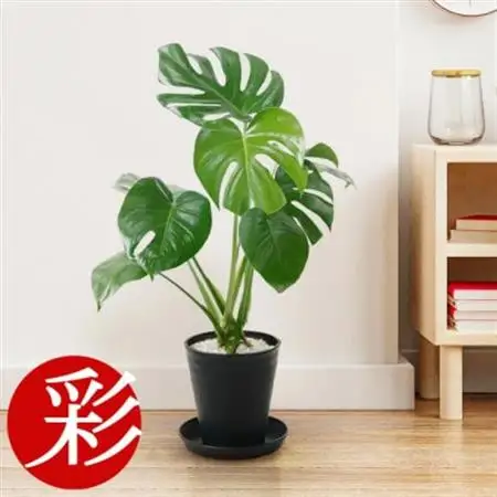 観葉植物 モンステラ 6号セラアート鉢 ブラック【配送不可地域：離島・沖縄県】【1707555】