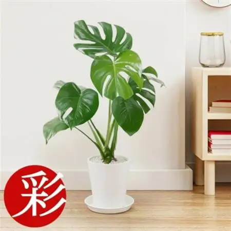 観葉植物 モンステラ 6号セラアート鉢 ホワイト【配送不可地域：離島・沖縄県】【1707558】