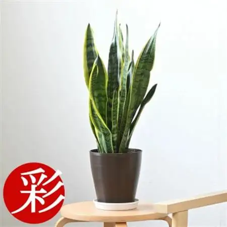 観葉植物 サンスベリア・ローレンティー 6号鉢(鉢カバーなし)【配送不可地域：離島・沖縄県】【1707575】