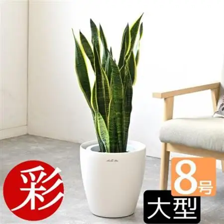 観葉植物 サンスベリア・ローレンティー 8号鉢 ラスターポット(白)鉢カバー付き【配送不可地域：離島・沖縄県】【1707583】