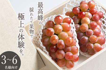 甲州市産 大粒サンシャインレッド 2房入（1房 約630g）自然農法【2026年発送】（BNC）E1-425 サンシャインレッド フルーツ