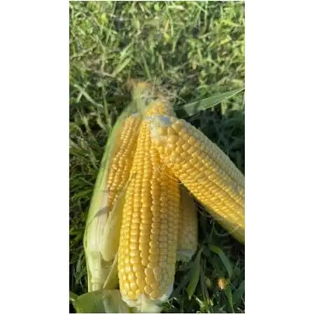 【朝採り即出荷】八ヶ岳産グラビスとうもろこし 約4kg (11本前後)【配送不可地域：離島・北海道・沖縄県・中国・四国・九州】【1645897】