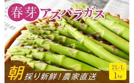 【朝採り直送】春芽アスパラガス 1kg (2L-Lサイズ) 福岡県産 2027年
