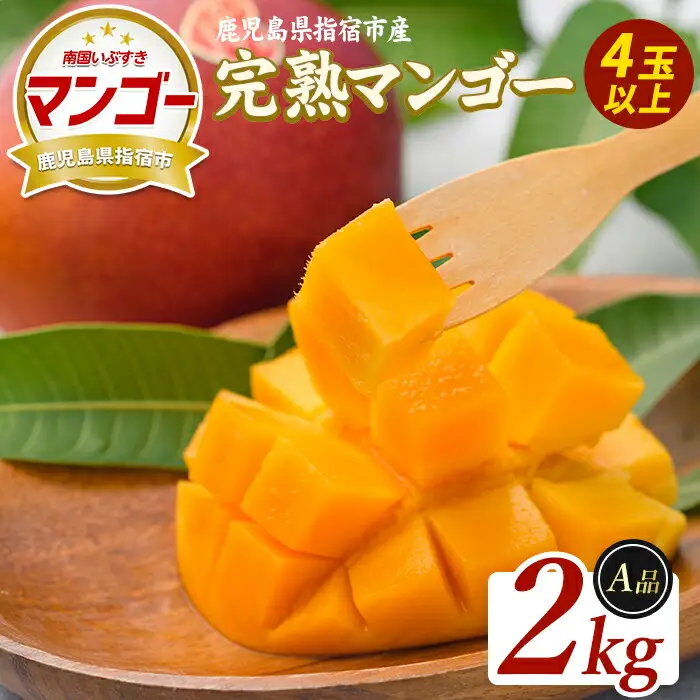 【2026年発送】鹿児島県指宿産 完熟マンゴー 約2kg (室屋植物園/IB163-002) 贈答用 完熟 フルーツ 果物 果実 デザート スイーツ 南国 化粧箱入