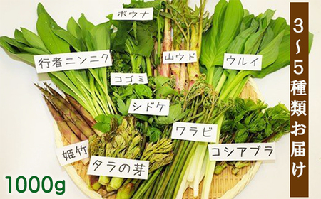 【5月上旬発送開始予定】 期間限定 天然山菜 食べ比べセット 約1000g ／ 山菜 春の山菜 春 さんさい 旬 春の味覚 食べ比べ 味比べ セット 季節物 季節野菜 旬野菜 春野菜 春の野菜 山菜セット 詰め合わせ 詰合せ てんぷら 天ぷら 天婦羅 産地直送 季節限定 数量限定 じじちゃん おすすめ オススメ