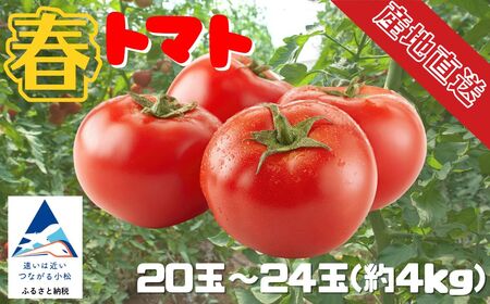 春トマト  20玉～24玉（約4kg）小松産 野菜 春とまと | 石川県 小松市【JAあぐり】