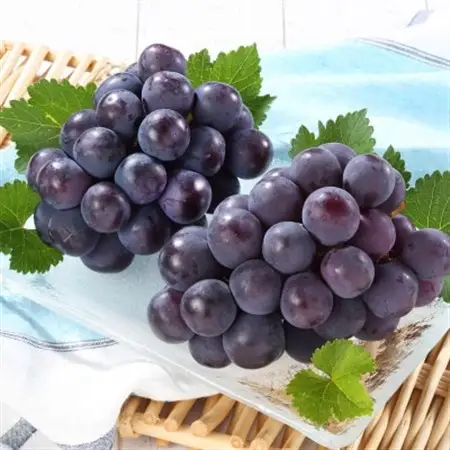 岡山県産　オーロラブラック2房【冷蔵】2026年発送【配送不可地域：離島・北海道・沖縄県】【1709338】