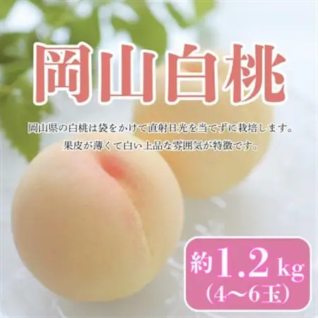 【2026年発送】【7月発送】岡山白桃　約1.2kg(4～6玉)【配送不可地域：離島・北海道・沖縄県】【1709649】