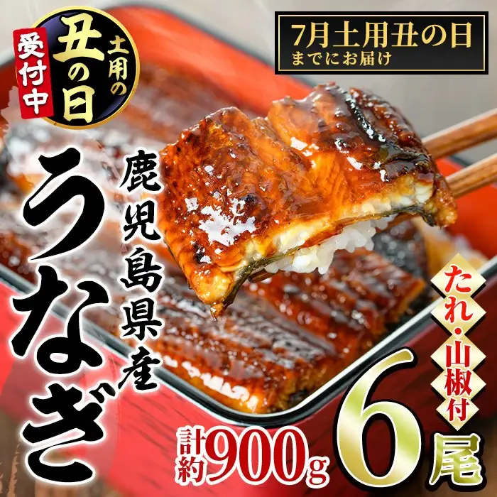 【0304349a-2607】＜土用の丑の日までにお届け＞東串良町のうなぎ蒲焼(無頭)(6尾・計約900g・タレ、山椒付) うなぎ 高級 ウナギ 鰻 国産 蒲焼 蒲焼き たれ 鹿児島 ふるさと 人気 丑の日 【アクアおおすみ】
