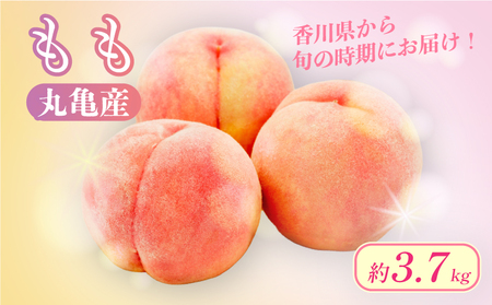 【2026年6月下旬から順次発送】 桃 約3.7kg 飯南の桃 父の日 お中元 香川県 丸亀市