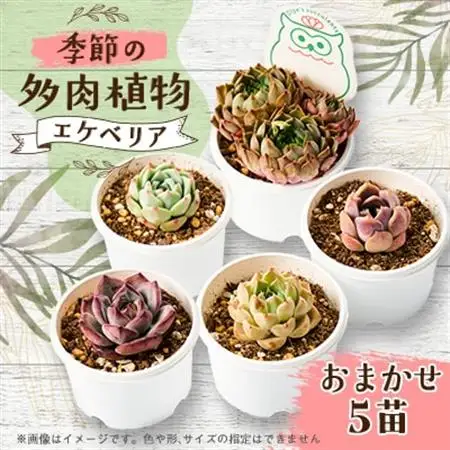 季節のおまかせ多肉植物5苗セット【1394676】