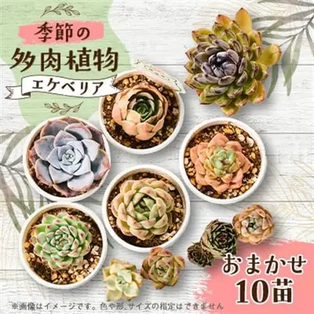 季節のおまかせ多肉植物10苗セット【1394679】