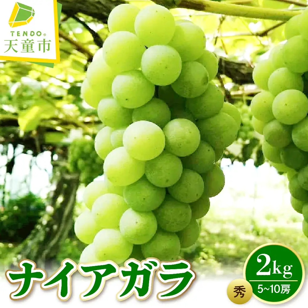 ぶどう ( ナイアガラ ) 2kg フルーツ 果物 山形