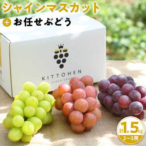 【2026年発送】シャインマスカット＋お任せぶどう 約1.5kg（2～3房）