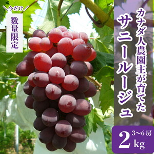 世羅産サニールージュ 約2kg(3～6房)【先行予約・数量限定】カナダ人農園主 ぶどう ブドウ フルーツ 果物 くだもの 産地直送 世羅 ラピアビンヤード【2026年8月下旬以降順次発送】 A021-11