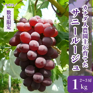 世羅産サニールージュ 約1kg【先行予約・数量限定】カナダ人農園主 ぶどう ブドウ フルーツ 果物 くだもの 産地直送 世羅 ラピアビンヤード【2026年8月下旬以降順次発送】 A021-14