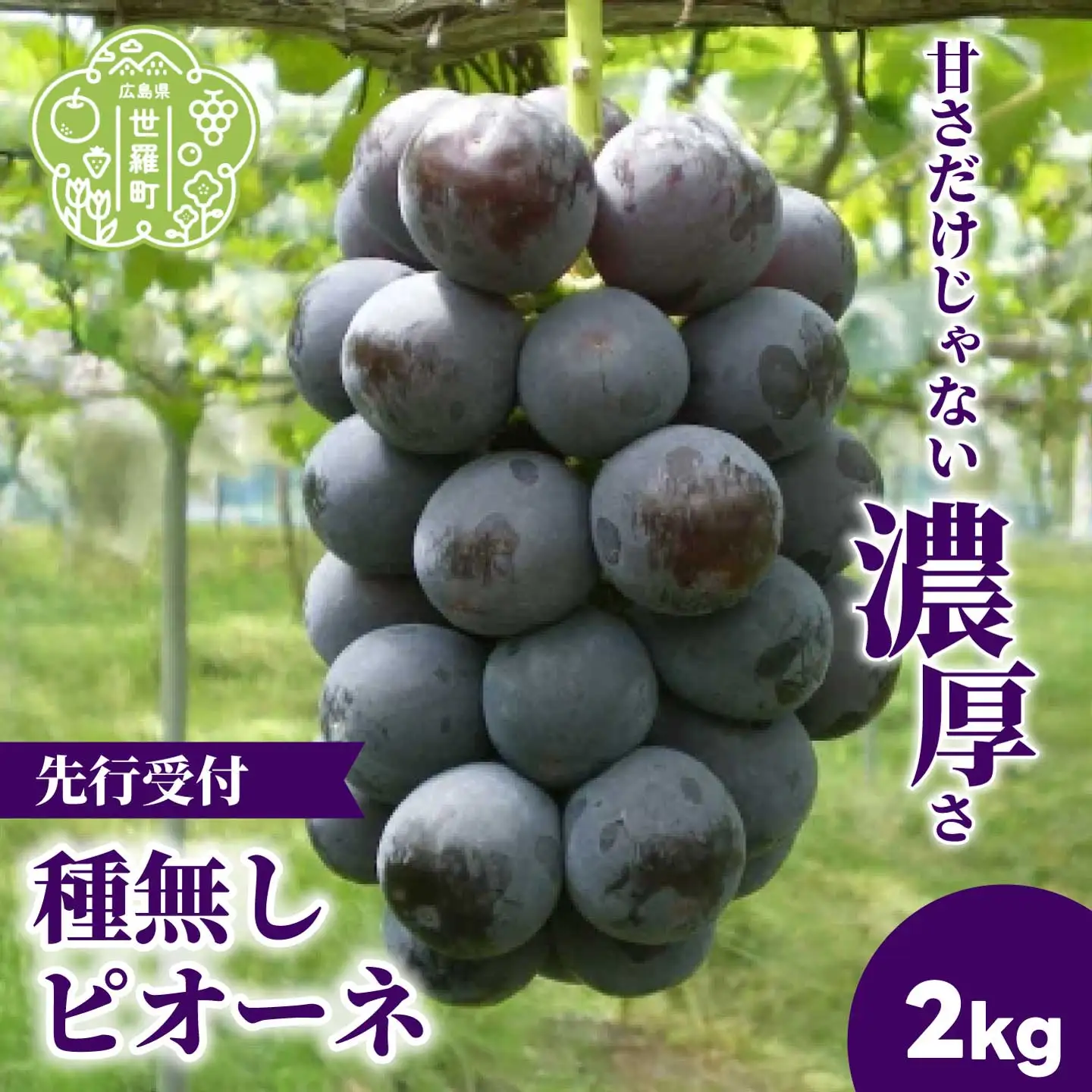 種無しピオーネ2kg(4房)【2026年9月上旬以降順次発送】安井農園 ぶどう ブドウ 葡萄 ピオーネ フルーツ 果物 くだもの 産地直送 世羅 A009-01