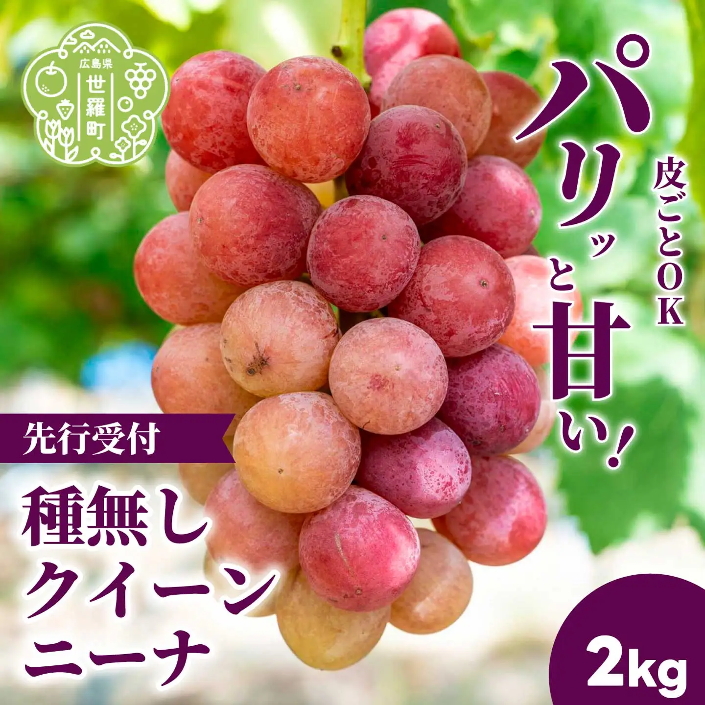 種無しクイーンニーナ2kg (4房) 数量限定【2026年9月上旬以降順次発送】安井農園 ぶどう ブドウ 葡萄 ピオーネ フルーツ 果物 くだもの 産地直送 世羅 A009-03