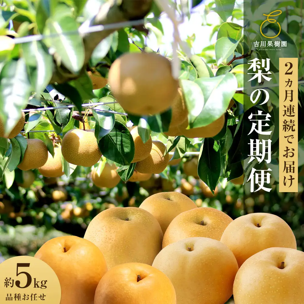 【梨の定期便／全2回発送】和梨2カ月連続お届け 5kg（品種おまかせ） 