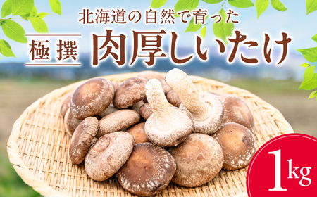 北海道の自然で育った 極撰 肉厚しいたけ1kg HOKBA001