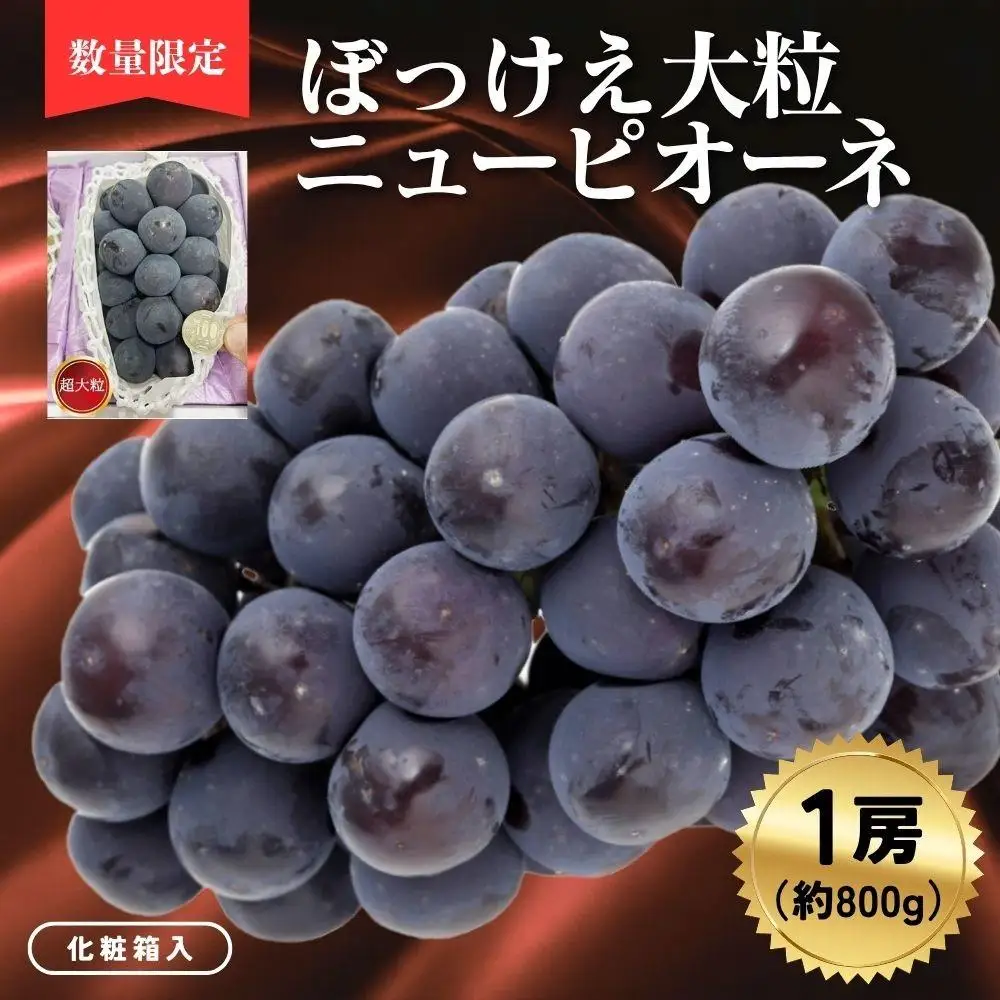 ぼっけえ大粒ニューピオーネ1房（約800ｇ以上）化粧箱入