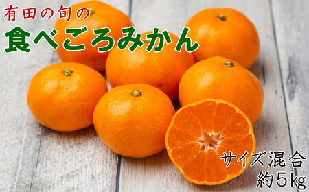 【先行予約】有田の旬の食べごろみかん約5kg（サイズ混合）※2026年11月下旬～2027年1月中旬頃順次発送【TM-tecj1042】 