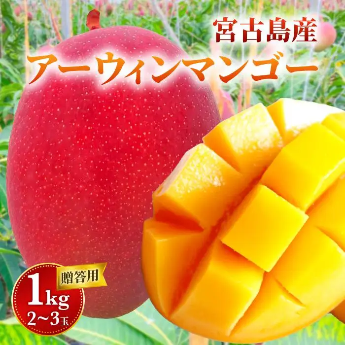 【贈答用】宮古島産マンゴー1kg ＜リトルグローブ＞（LT001）