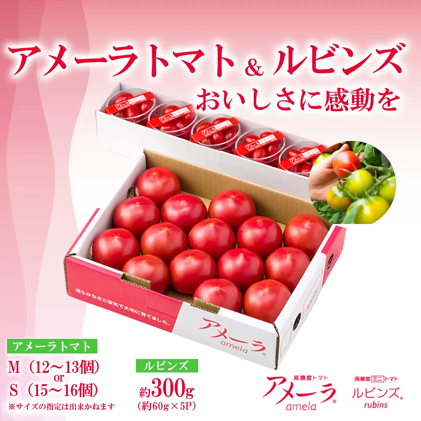 トマト ミニトマト アメーラ＆ルビンズ5P