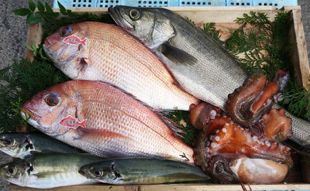 明石浦直送 旬の鮮魚BOX年4回コース