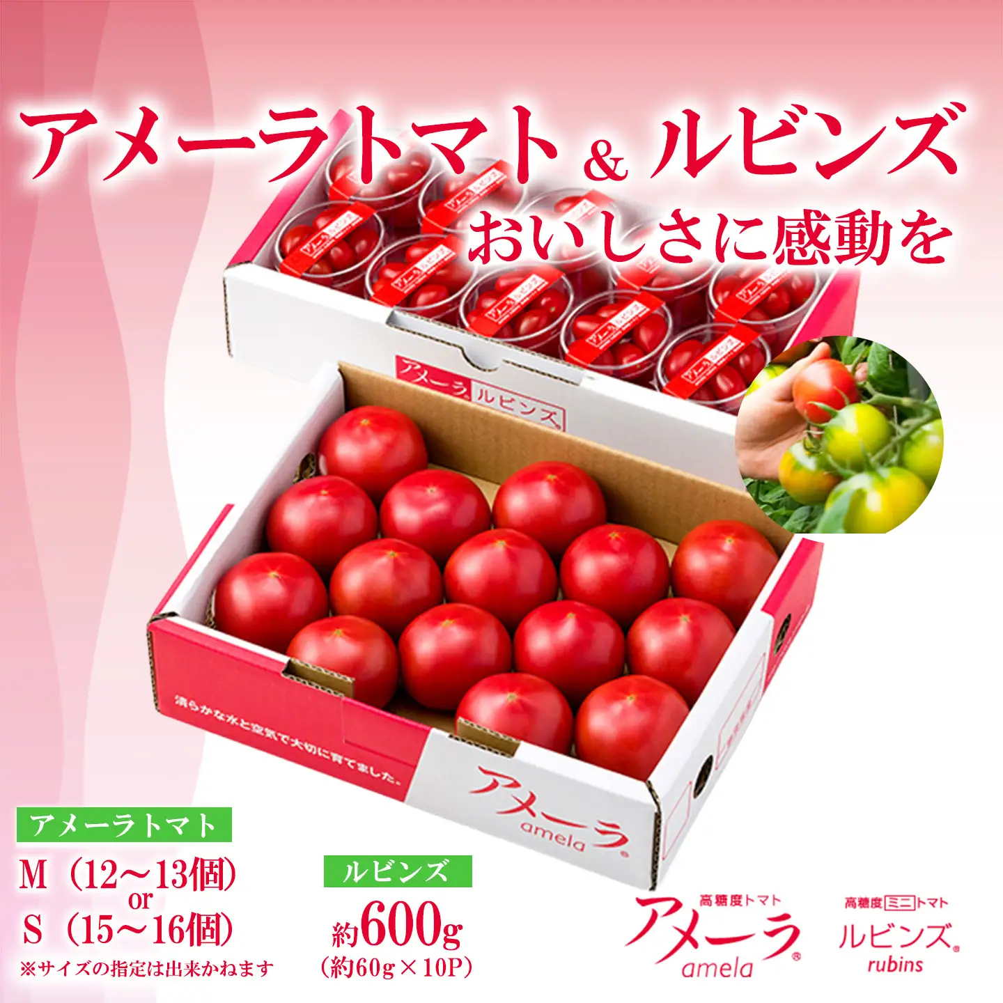 トマト ミニトマト アメーラ＆ルビンズ10P