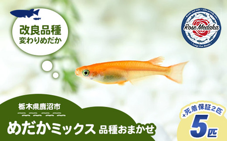 めだかさんミックス 計7匹（5匹＋死着保証2匹）（品種おまかせ） ｜ めだか メダカ 改良 飼育 生体 観賞魚 魚 ペット おまかせ ミックス ※2026年4月上旬～10月下旬頃に順次発送予定 ※北海道・沖縄・離島への配送不可