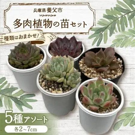種類はおまかせ!多肉植物の苗セット(5種類アソート)【配送不可地域：離島】【1713107】