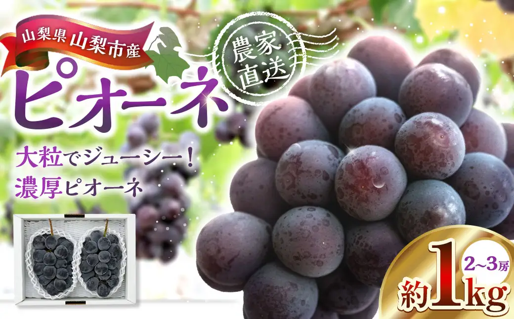 山梨県山梨市産ピオーネ 約1kg ピオーネ 葡萄 ブドウ ぶどう フルーツ くだもの 果物 果実 濃厚 大粒 国産 山梨県産 【 2026年9月上旬～10月下旬発送予定 】