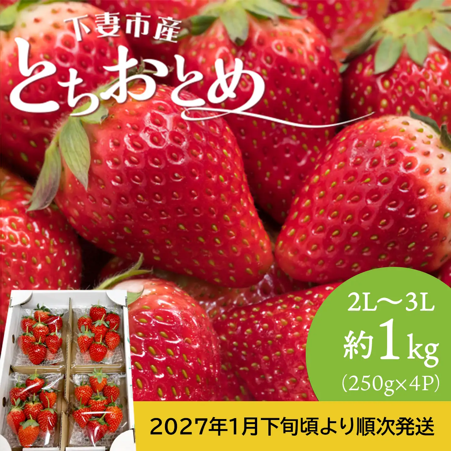 いちご とちおとめ 2L～3L 約1kg いちご 下妻市産 本州のみ配送