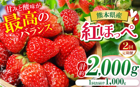 【定期便2ヶ月】【農家から届く甘酸っぱい贈り物】 紅ほっぺ　約2000g | いちご 国産 産地直送 低農薬 熊本県 玉名市
