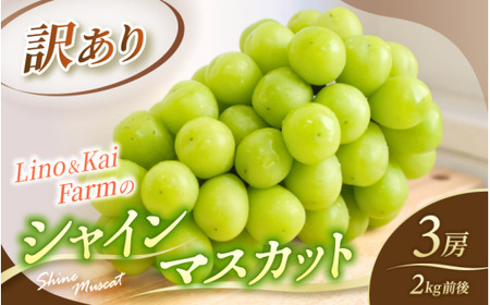 【2026年先行予約】 【訳あり】 Lino＆Kai Farmのシャインマスカット 3房前後(2kg前後）化粧箱入 【linokai013-01】