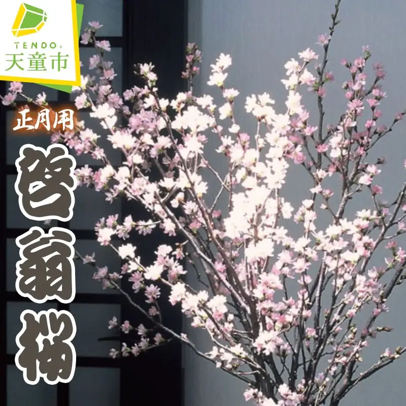 正月用 啓翁桜 切り花 08-01-054
