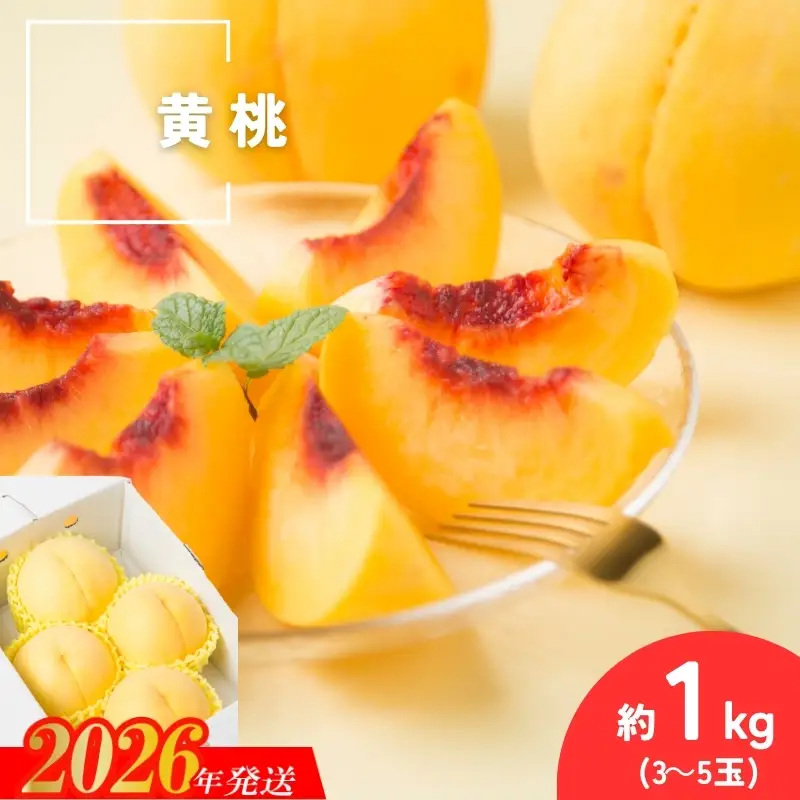 No.3305 種まきうさぎ 福島市産 黄桃 (品種おまかせ)　約1kg