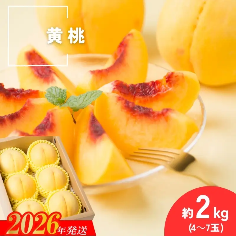 No.3306 種まきうさぎ 福島市産 黄桃 (品種おまかせ)　約2㎏