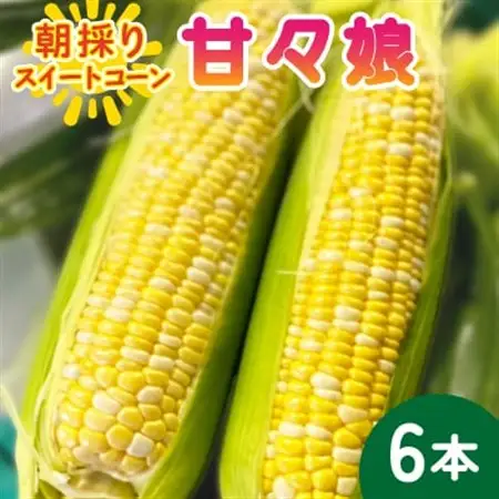 【2026年6月～7月順次発送】とうもろこし 6本 甘々娘(A品) 朝採り スイートコーン【配送不可地域：離島・沖縄県】【1713797】
