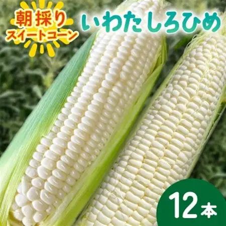 【2026年6月～7月順次発送】とうもろこし ホワイト 12本 A品 朝採り スイートコーン雪の妖精【配送不可地域：離島・沖縄県】【1713805】