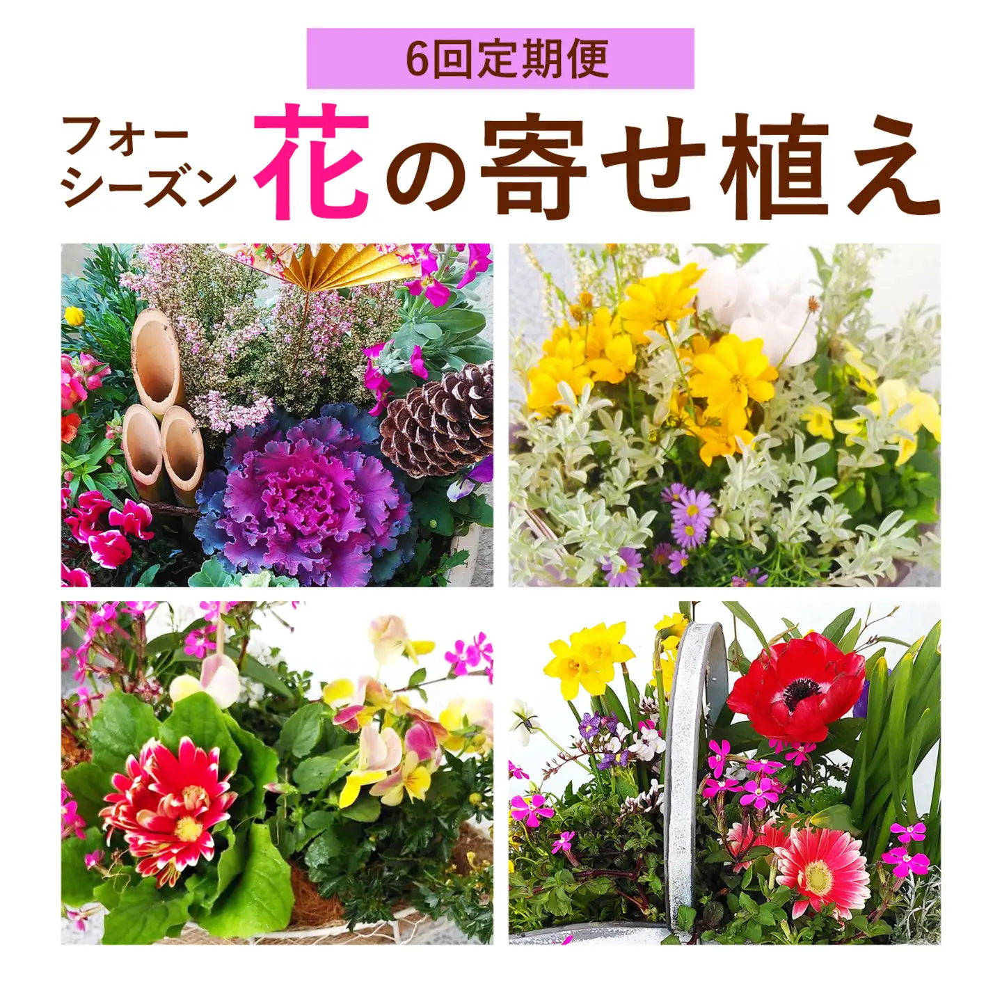 【6ヶ月定期便】フォーシーズン お花の寄せ植え 直径20～25cm Fleurbranch 《申込みの翌月出荷》熊本県 菊池市 定期便 花 鉢花 鉢植え 観葉植物 植物 インテリア ガーデン 雑貨