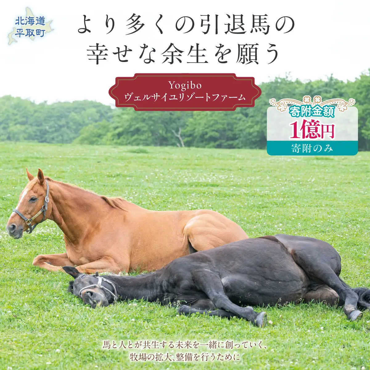 【1億円コース 返礼品無し】より多くの引退馬の幸せな余生を願う　Yogiboヴェルサイユリゾートファーム BRTV024-08