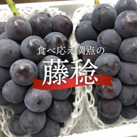 大粒のボッケーネ(藤稔) 大2房/計1.3kg～ (岡山県産) 大粒でジューシーな人気葡萄!【配送不可地域：離島】【1713752】