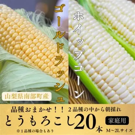 【山梨県南部町産】品種おまかせ!!朝採りとうもろこし20本　※ご家庭用【配送不可地域：離島】【1714751】