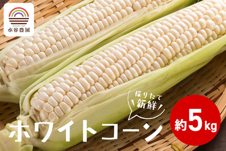 【2026年先行予約】採りたて新鮮ホワイトコーン（雪の妖精） A46-003