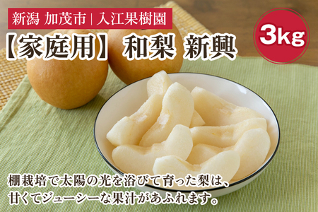 【2026年先行予約】【家庭用】和梨 新興 3kg（5～6玉）《10月中旬～順次出荷》 しんこうなし 果物 フルール ナシ 新潟産 加茂市 入江果樹園 